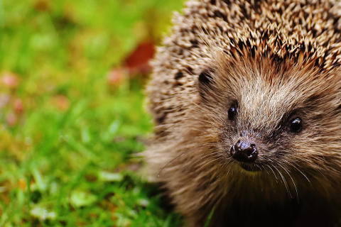 Garden wildlife competition launches today