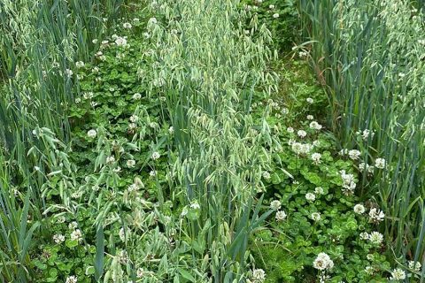 Pioneering pasture cropping will produce healthier food at Snettisham's Wild Ken Hill