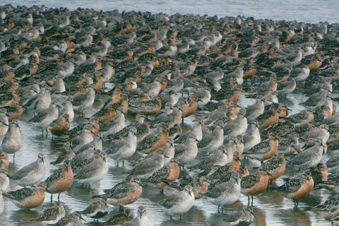 The Wash Barrier Proposal – the RSPB's view