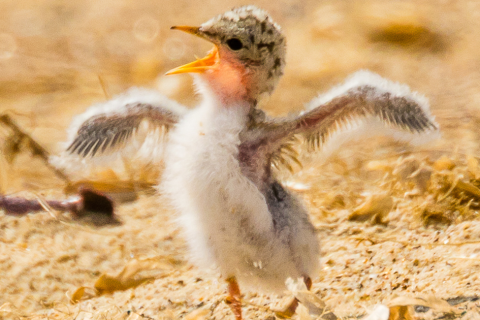 Appeal for volunteer beach wardens to support rare wildlife