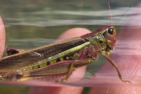 Snettisham's Wild Ken Hill has released Britain's rarest grasshopper