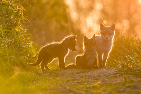 Alan Dixon's photograph of fox cubs wins Nature Photography Competition