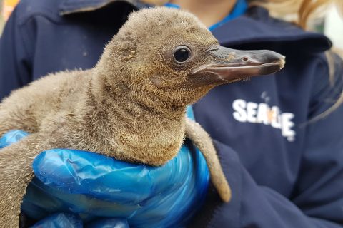 P-P-P-Perfect surprise at Sea Life Centre