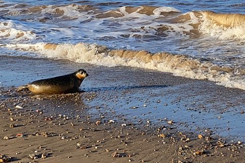 Seal Pup Sir Tom released at SEA LIFE Hunstanton