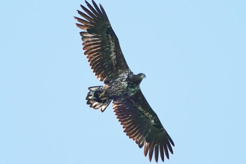 Consultation on White-Tailed Eagle Reintroduction Launched in West Norfolk