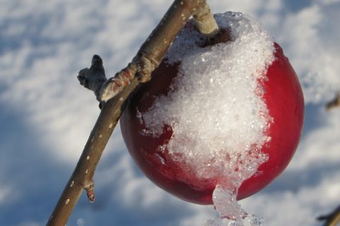 Festive fun at Drove Orchards