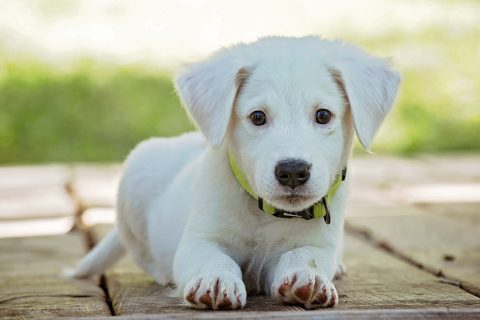 Lucy’s Law spells the beginning of the end for puppy farming