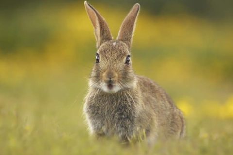 A rabbit revolution in Norfolk and Suffolk