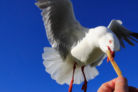 A seaside town says please don't feed the seagulls