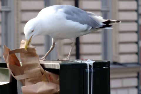 Smart bins for Hunstanton