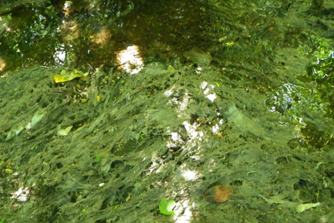 Councillors to quiz utility bosses on sewage discharge incidents in Norfolk
