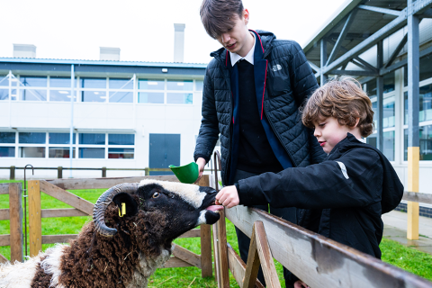 Pupils Flock to Meet Woolly Visitors