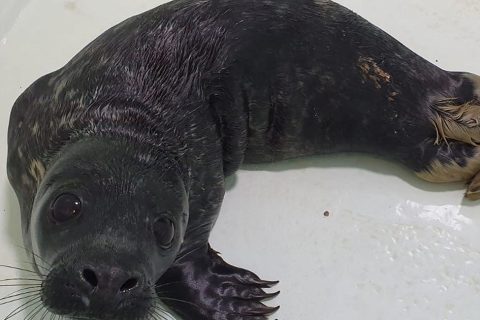 Sleepy the seal pup recovering after ingesting fishing net