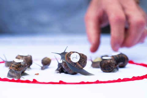 Ready Steady Slow - the World Snail Racing Championships are back !