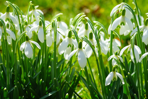 Norfolk National Garden Scheme Snowdrop Festival February 2023