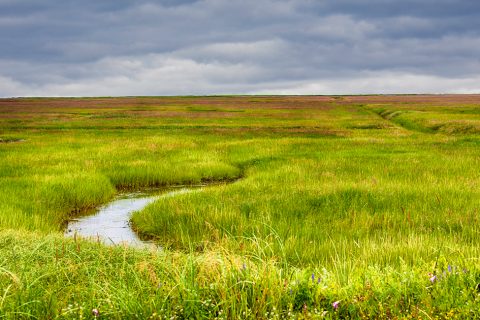 Biggest ever nationwide initiative to restore nature in England