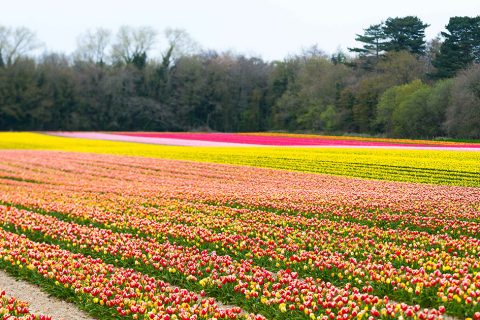 Tulips for Tapping returns this month