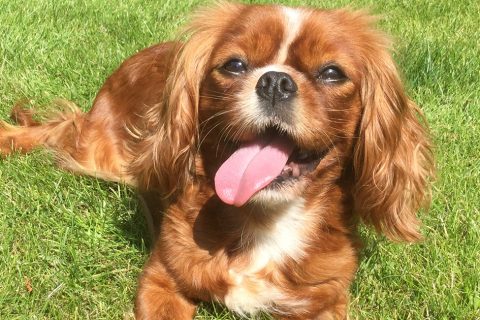 Barking Bugle shortlisted for two awards