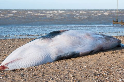 Dead whale washed back out to sea
