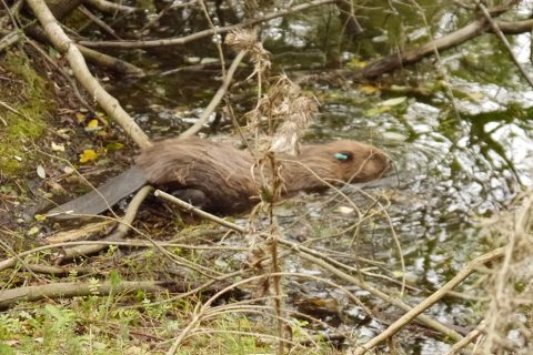 WILD KEN HILL WELCOMES THE FIRST BEAVER KIT BORN IN NORFOLK FOR 600 YEARS