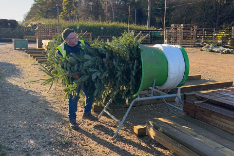 Christmas Trees fit for a King